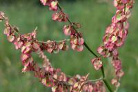 Rumex acetosa