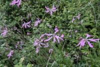 Lychnis flos-cuculi