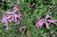 Lychnis flos-cuculi