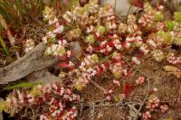 Illecebrum verticillatum