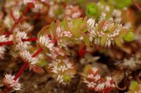 Illecebrum verticillatum
