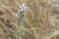 Silene gallica