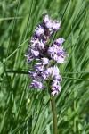 Orchis simia