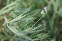 Lathyrus hirsutus
