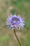 Jasione montana