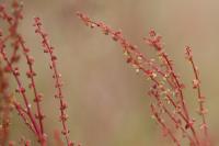 Rumex acetosella