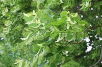 Tilia x europaea