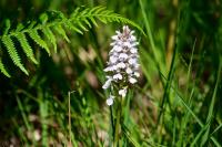 Dactylorhiza maculata