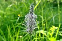 Plantago media
