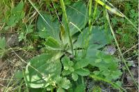 Plantago media