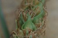Carex distans