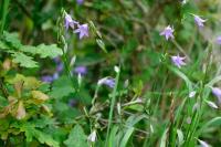 Campanula rapunculus