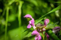 Lamium maculatum