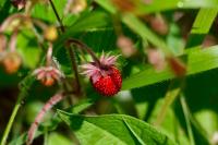 Fragaria vesca
