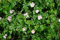 Rosa canina