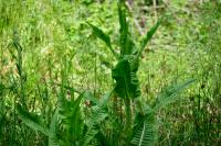 Dipsacus fullonum