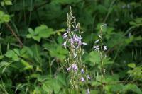 Campanula rapunculus