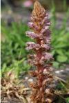 Orobanche minor