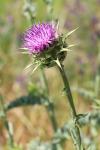 Silybum marianum