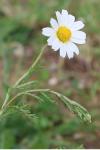 Anthemis cotula