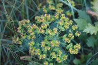 Euphorbia cyparissias