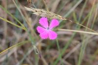 Dianthus carthusianorum