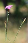 Dianthus carthusianorum