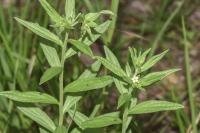 Lithospermum officinale