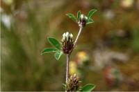Trifolium striatum