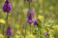 Anacamptis pyramidalis