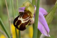 Ophrys apifera