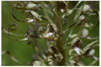 Himantoglossum hircinum