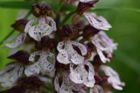 Orchis purpurea