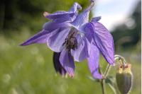 Aquilegia vulgaris