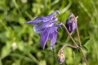 Aquilegia vulgaris
