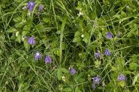 Aquilegia vulgaris