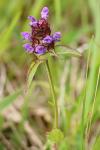 Prunella vulgaris
