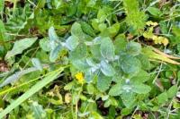 Mentha suaveolens