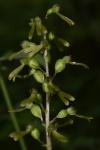 Neottia ovata