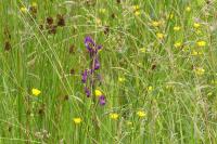 Anacamptis laxiflora