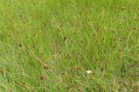 Juncus conglomeratus
