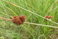 Juncus conglomeratus