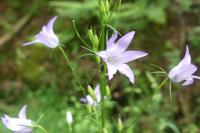 Campanula rapunculus