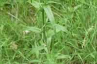 Campanula rapunculus
