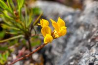 Hippocrepis comosa