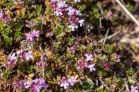 Thymus praecox