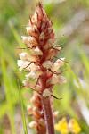 Orobanche amethystea