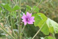 Malva sylvestris