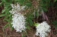 Sambucus nigra