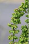 Rumex crispus